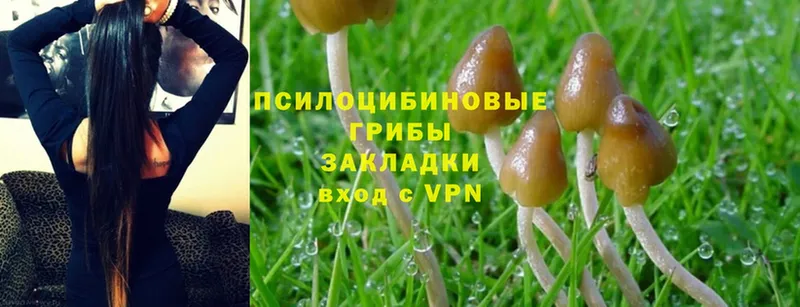 blacksprut рабочий сайт  Люберцы  Галлюциногенные грибы Psilocybe 